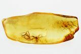 Two Fossil Dark-Winged Fungus Gnats (Sciaridae) In Baltic Amber #367458-1